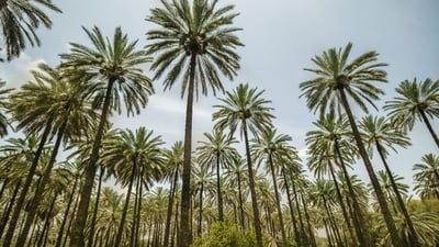 عێراق پلانى داناوە ژمارەى دارخورماکانى بگەیەنێتە 30 ملیۆن