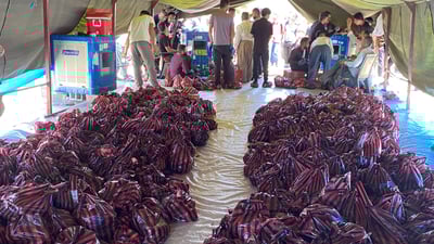 بێ موچەیی کاری لە بێگەڵاسییەکان نەکرد و شەش تۆن گۆشتیان کردە قوربانی