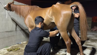 خواست لەسەر شیرى مایین لە زیادبوونە