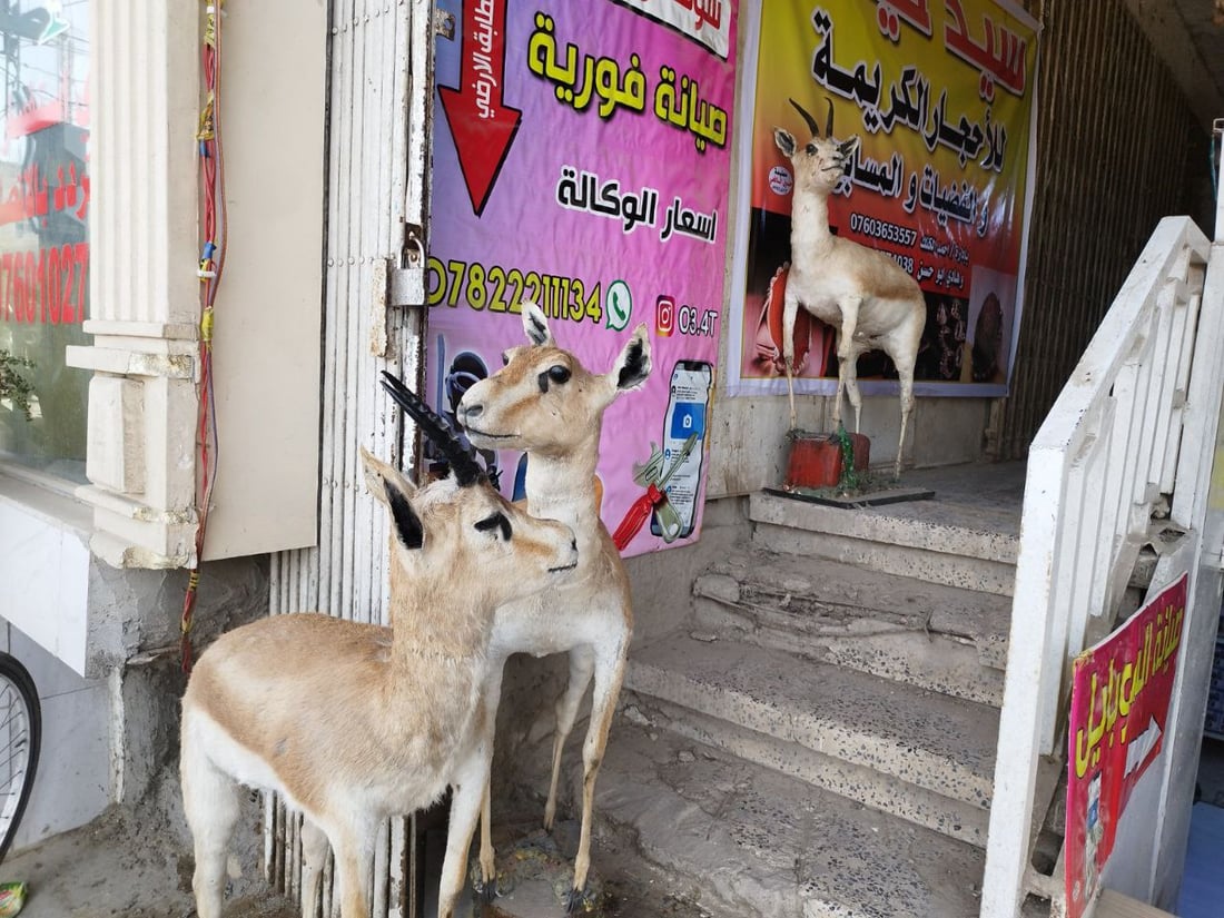 “لسنا مشعوذين”.. حيدر الحلي يوفر لزبائنه الغزال المحنّط وأحجاراً كريمة (صور)