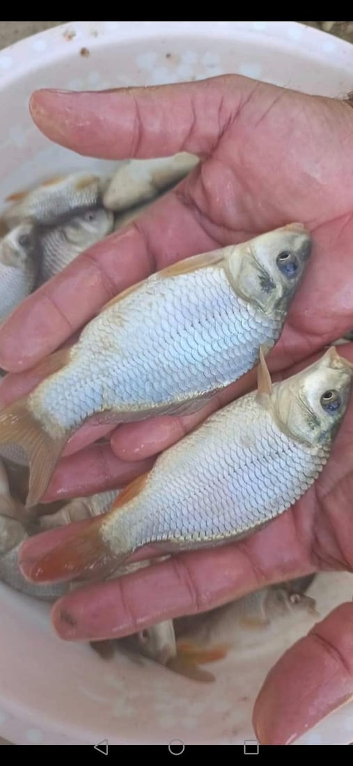 له‌ سلێمانى په‌نجه‌ماسی به‌ سستمى نیمچه‌ ده‌ستكرد به‌رهه‌م هات