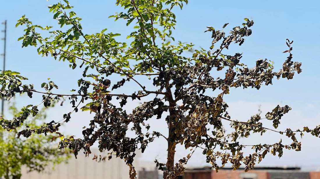 کارمەندی کۆمپانیایەک ئاگر دەکاتەوە و ژمارەیەک داری گۆران سیتی دەسووتێن