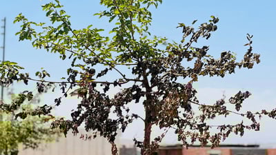 کارمەندی کۆمپانیایەک ئاگر دەکاتەوە و ژمارەیەک داری گۆران سیتی دەسووتێن