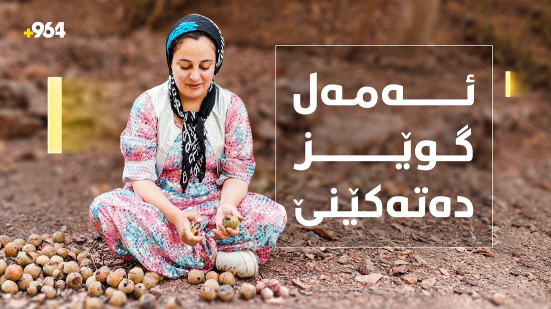 ئەمەل بووە بە شەنیار و گوێز دەتەکێنێ