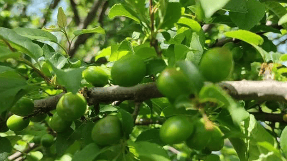 هەڵوژە ترشەکەی هەڵەبجە پێگەیشت