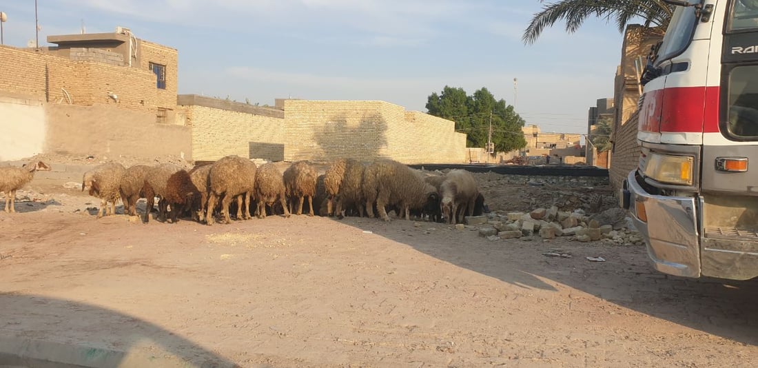 السماوة تريد إجراءات أكثر جدية ضد الحمى النزفية “مثل بقية المحافظات” (صور)