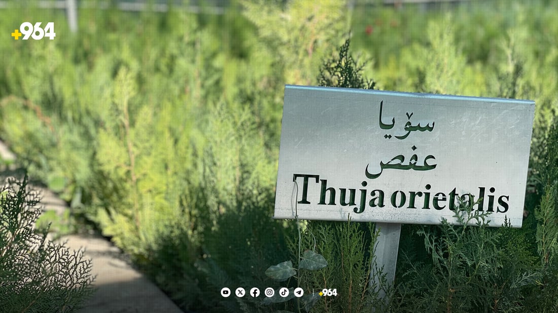 لە ناوەڕاستی ئەم مانگەوە نەمامێک بە 500 دینار بکڕە