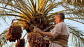 Basra date harvest begins with better yields after a wet winter