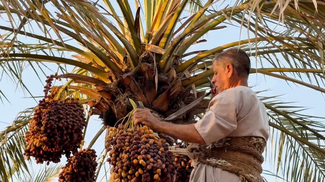 Basra date harvest begins with better yields after a wet winter