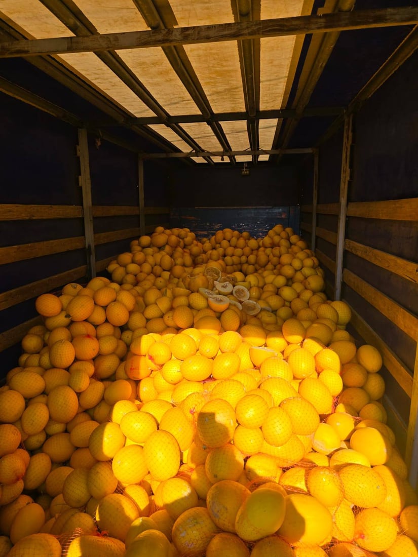 نزیکەى 11 تۆن کاڵەکى نەشیاو دەستى بەسەرداگیرا