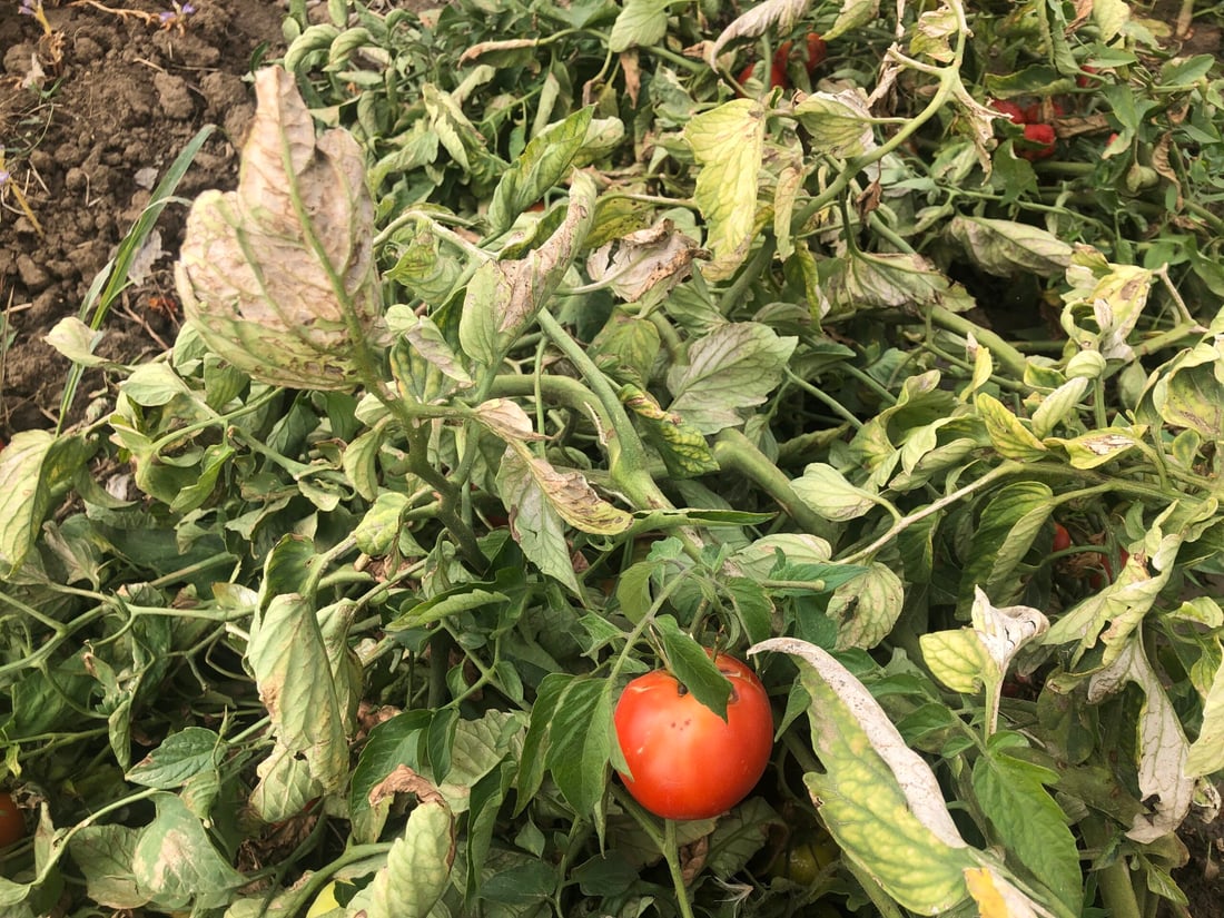 ئەندازیارێکی کشتوکاڵی هۆشداری بە جوتیارانی پێنجوێن دەدات دوای بارانبارین