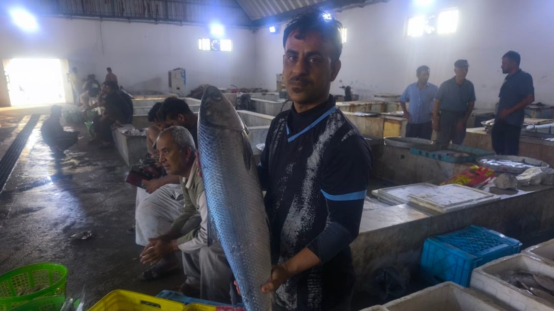 صور: وفرة في أسماك الفاو.. لكن الصبور قليل وسعره وصل لـ400 ألف للسلة
