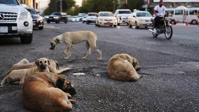 توانج و پلارى هاوڵاتیان كۆكردنه‌وه‌ى سه‌گى بێلانه‌ى له‌ ده‌ربه‌ندیخان وه‌ستاندووه‌