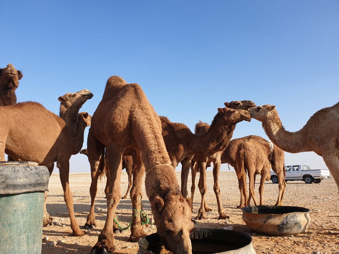 كل شيء عن إبل العراق.. الجودية بـ60 مليوناً.. وناقة الرمادي رخيصة للولائم