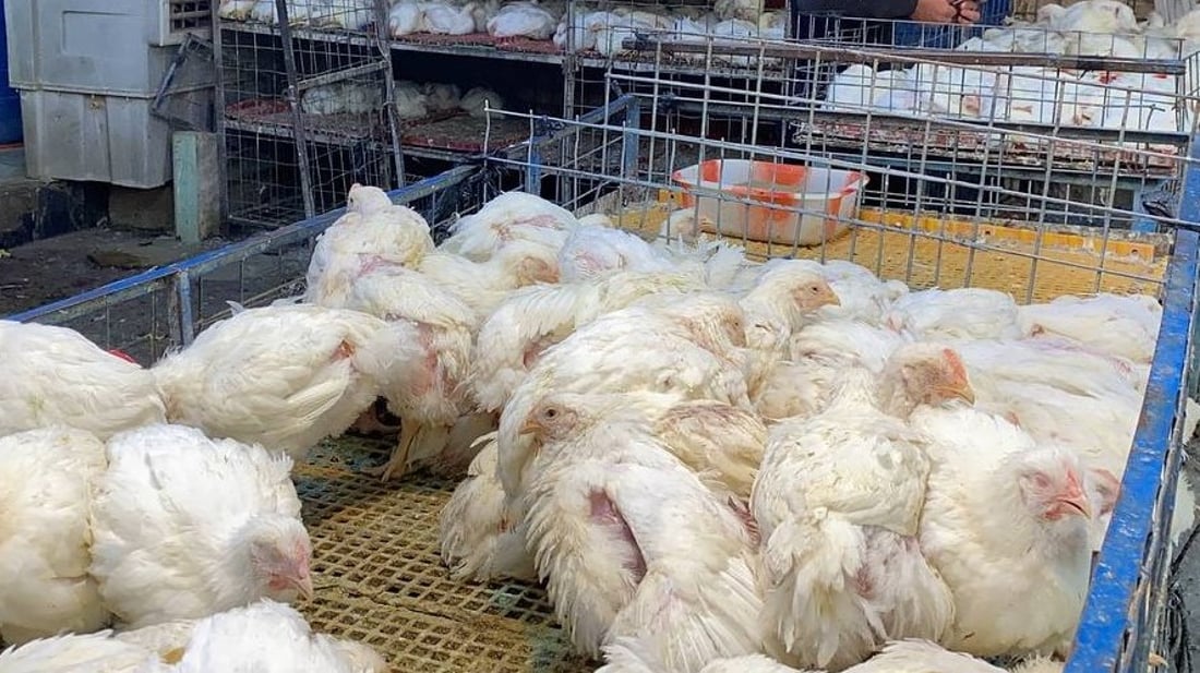 الناصرية: دجاج “الذبح” بـ4 آلاف والأعلاف تتسبب بخسائر للمربين (صور)