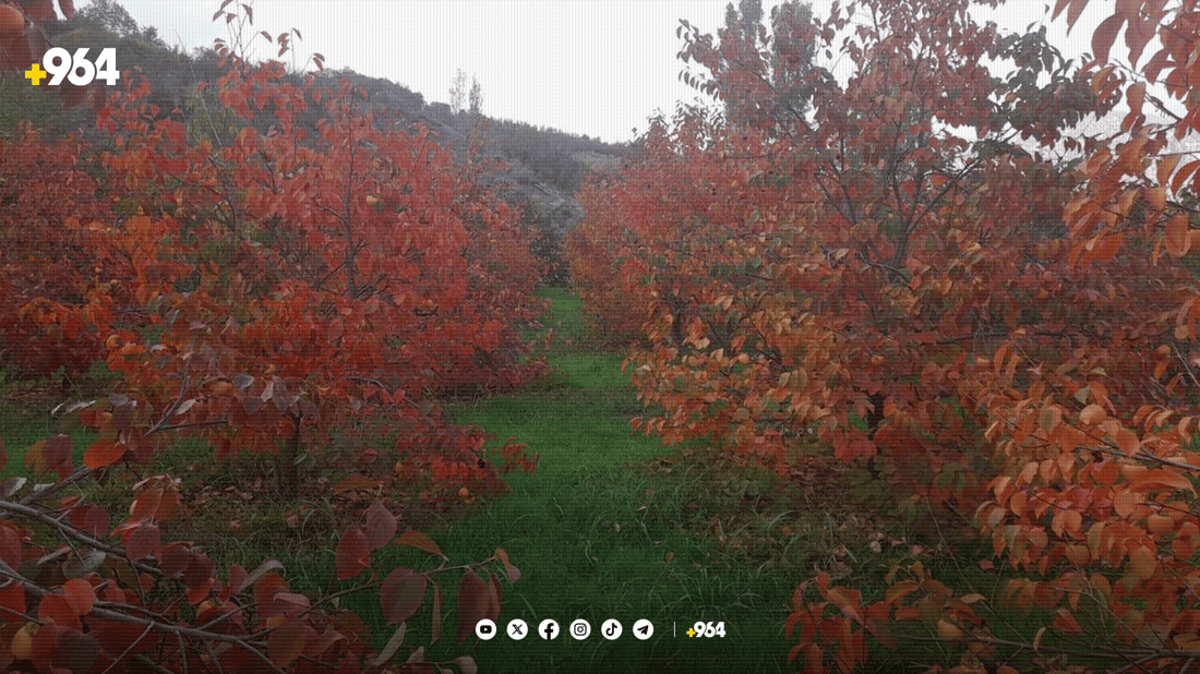 کاکی”ی ئاکرێ پێگەیشتووە و لە دەرەوەش هەر دێت”