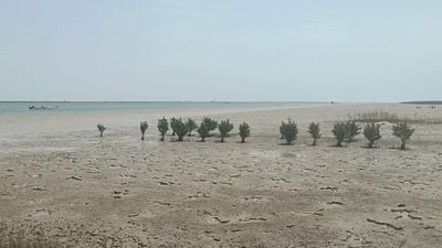 مشاهد “تبشّر بخير” من ساحل العراق البحري.. البذرة الأولى لغابات المانجروف المنتظرة