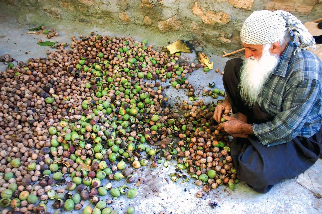 ده‌روێشه‌ نورانییه‌كه‌ى بیاره‌ تاقه‌تى شەنیاری گوێزى نه‌ماوه‌ و كه‌سێكی بۆ ئه‌و كاره‌ ئاماده‌ كردووه‌