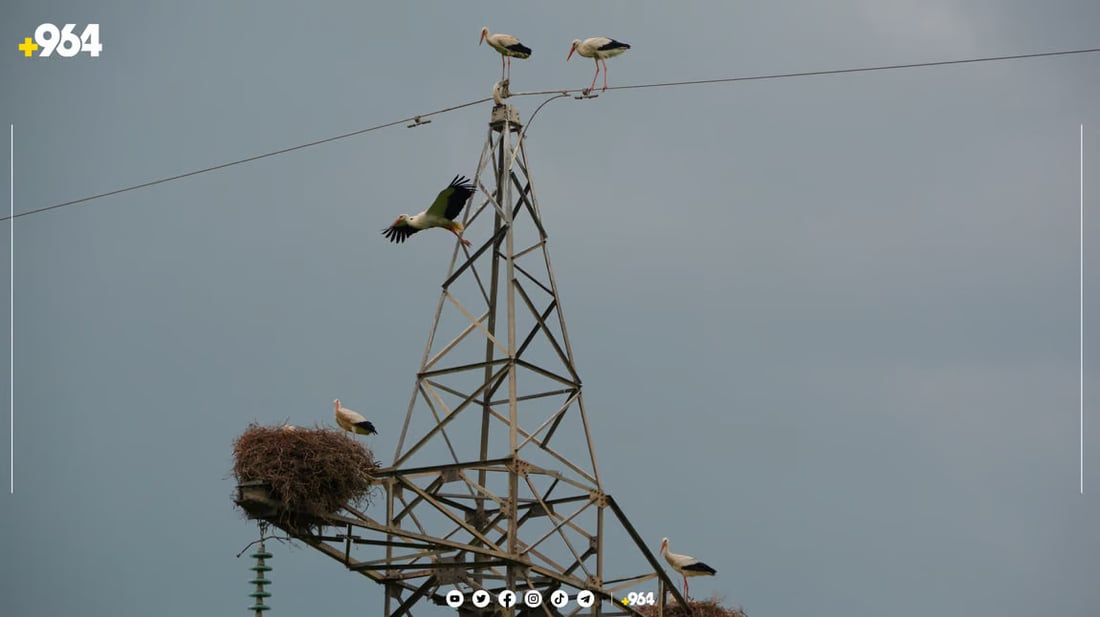 صور من السليمانية: اللقلق يبنى الأعشاش على أبراج الكهرباء.. سيهاجر بعد 8 شهور