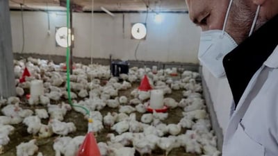 Vaccination campaign announced for poultry in Tuz Khurmatu