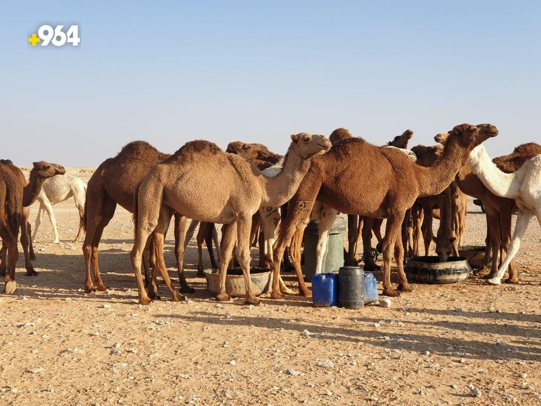عرض الإبل مع الأغنام إهانة.. بدو المثنى يريدون مزاداً “للجودية” وسعرها 60 مليوناً