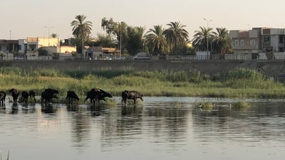 فزع في طويريج من اختفاء نهر الهندية.. الجفاف يغير عادات الفلاحين في أخصب أرض