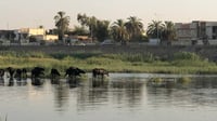 فزع في طويريج من اختفاء نهر الهندية.. الجفاف يغير عادات ...