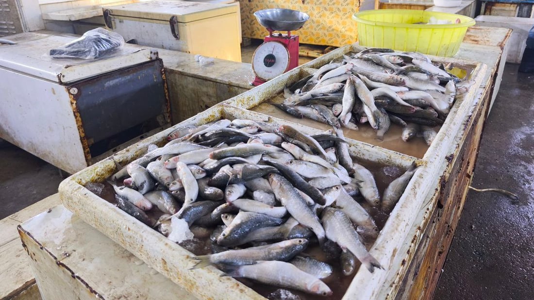 “هامور وشانگ وروبيان”.. وصول 22 طن أسماك إلى النقعة (صور)