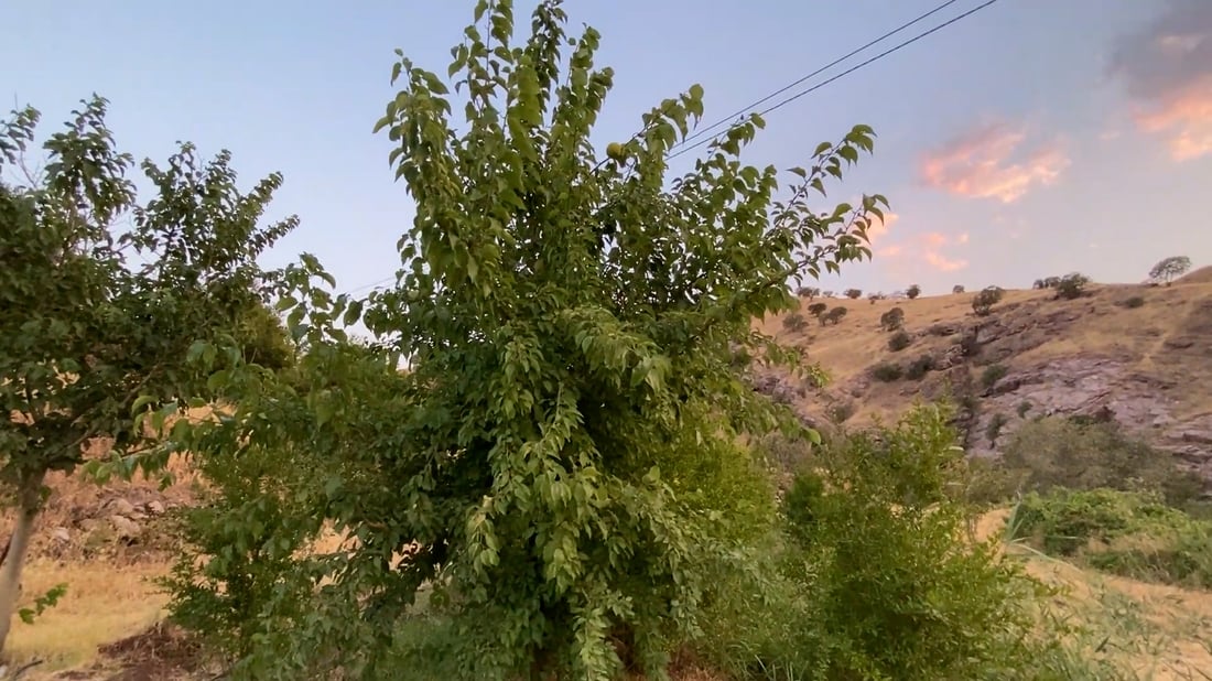 فيديو: “تكّي” بحجم التفاحة في السليمانية والشجرة انتقلت من طهران