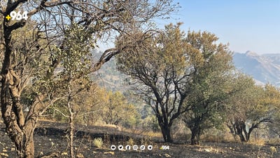 ئەمساڵ زیاتر لە هەشت هەزار دۆنم زەوی لە پێنجوێن سووتاوە