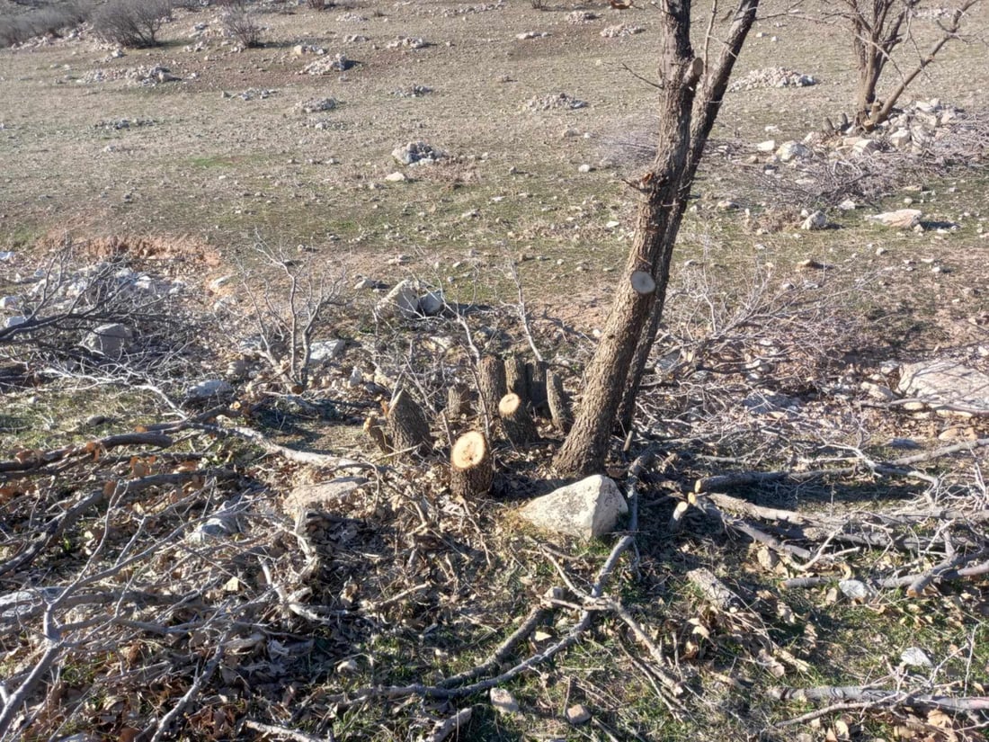 دوو داربڕ بە مێکزەمینی و مشارەکەیانەوە دەستگیرکران