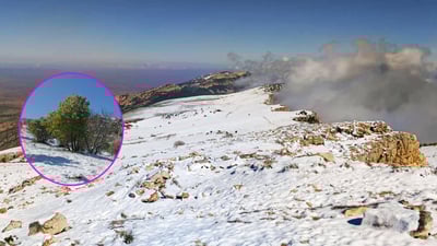 به‌فربارینه‌كه‌ى چیاى سه‌رگرمه‌ زیانى به‌ دره‌خته‌كان گه‌یاندووه‌