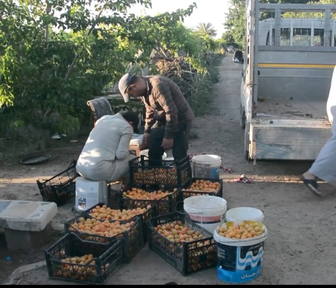 Apricot harvest kicks-off in Balad with fruit shipped across Iraq