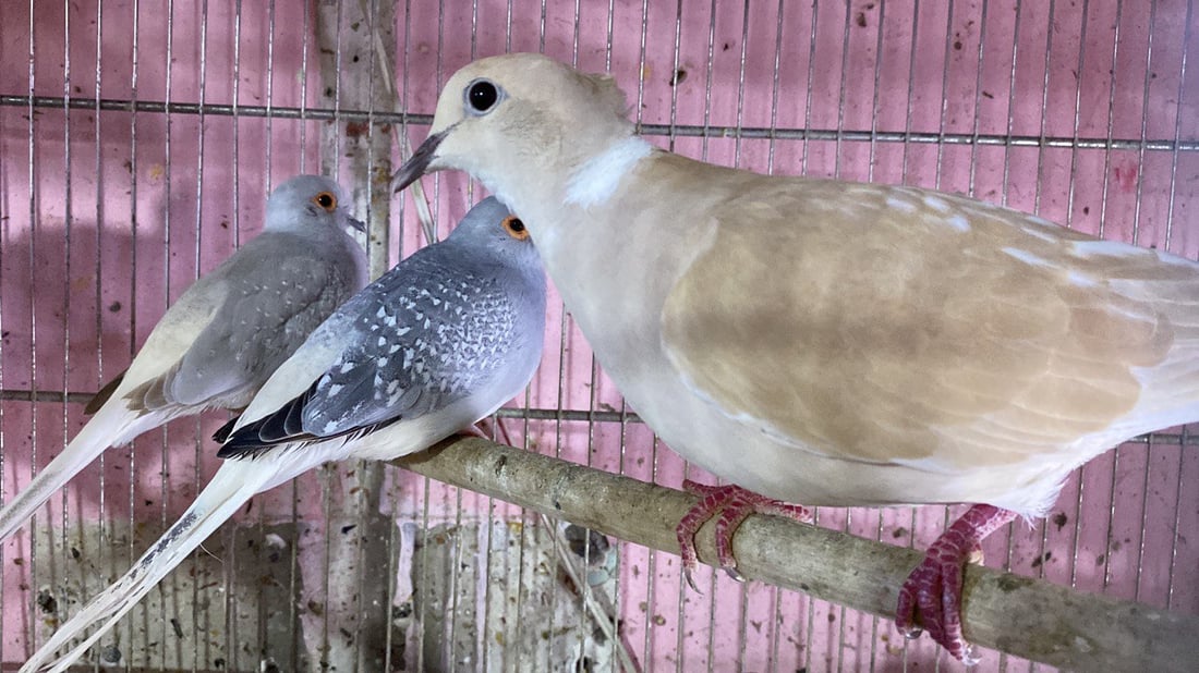 الناصرية: “الحمام الملكي” يمتع عشاق الطيور.. جميل ويطرد “الأرواح الشريرة” (صور)