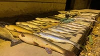 پۆلیسەکانی دەربەندیخان 137 ماسیان خستووەتەوە ناو دەریا...