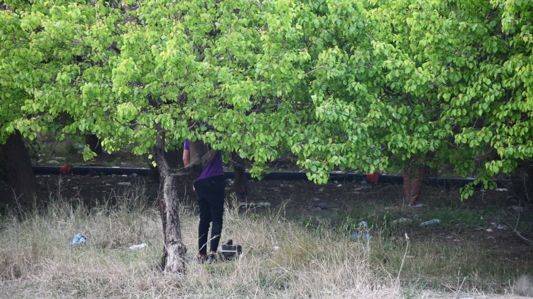 صور: بساتين القائم امتلأت بالجقال.. تذوقوا المشمش الحامض لكن لا تسرقوا ولا تكسروا