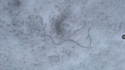 بوونەوەرێکی سەرسووڕهێنەر لە شاخی گۆیژەی سلێمانی دەرکەوتووە