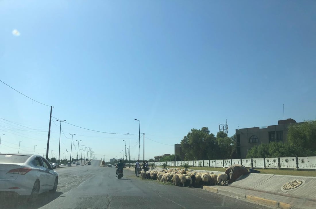 الحمى النزفية “وشيكة” في حي العامل.. مجزرة أضاحي كبرى على الخط السريع (صور)