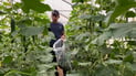 Iraqi farmers face rising costs as greenhouse cultivation expands