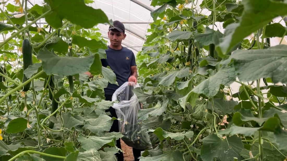 Iraqi farmers face rising costs as greenhouse cultivation expands