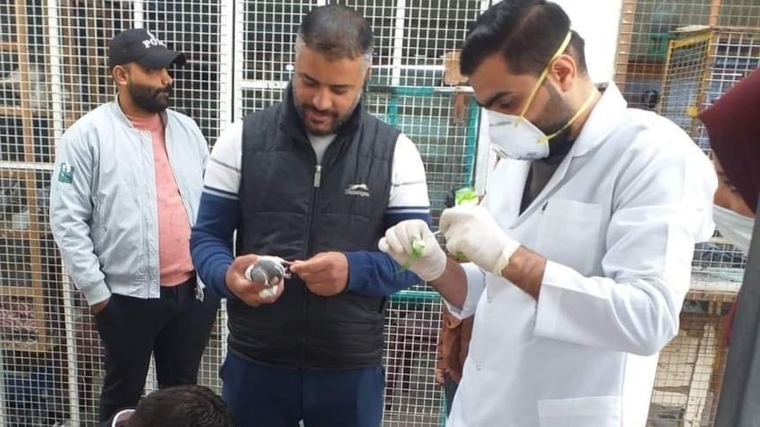 حظر دخول “الطيور البرية” إلى ديالى إلا بشهادة صحية تثبت خلوها من “الأمراض الفتاكة”