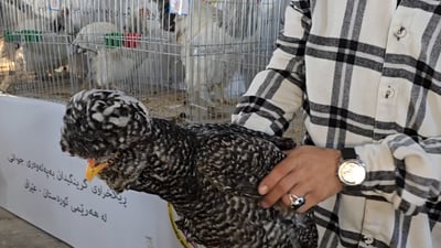 نرخی مریشکی رەسەنی کوردی دەگاتە دوو هەزار دۆلار