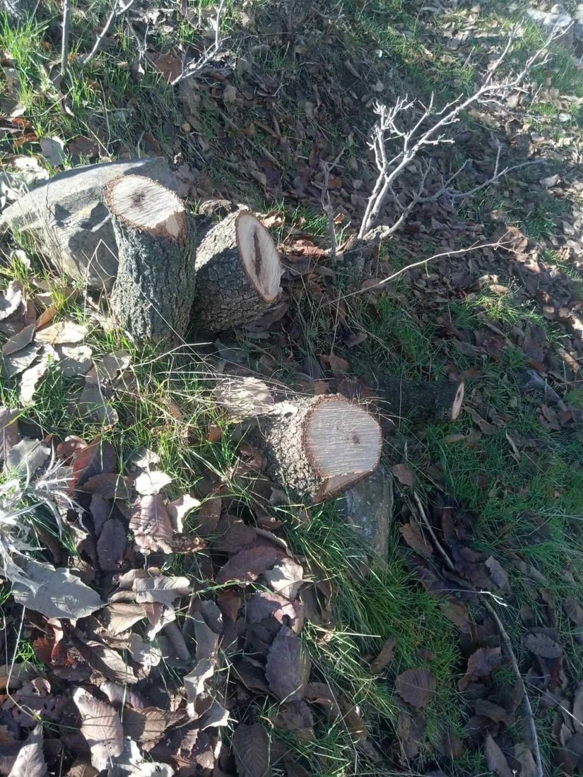 كه‌سێك به‌تۆمه‌تى بڕینى دارى تەمەن 15 ساڵان ده‌ستگیركرا