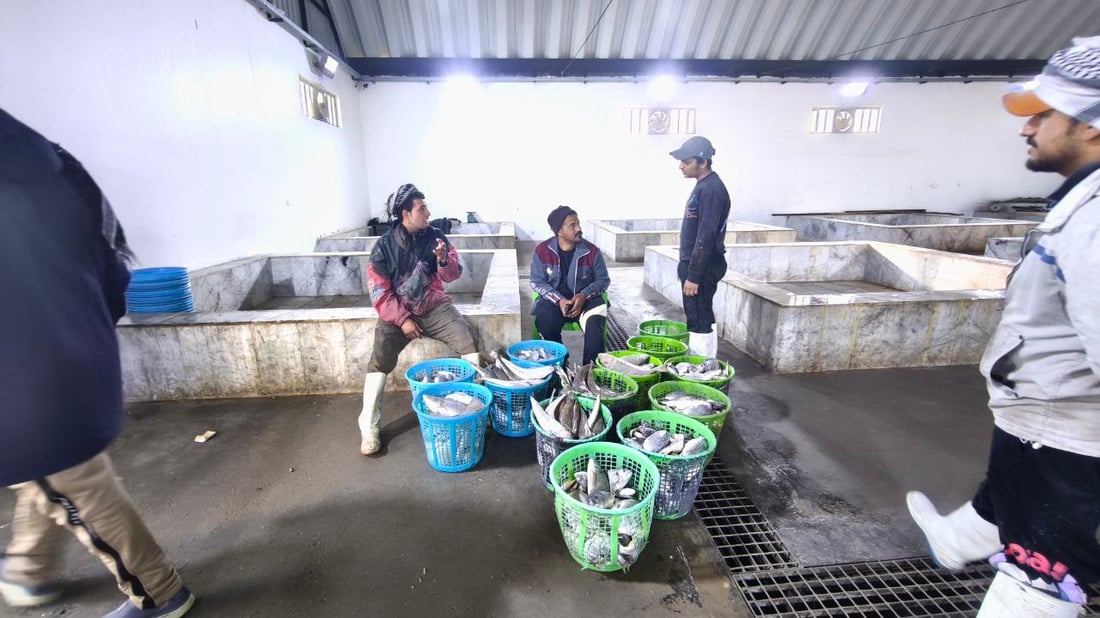 بدأ موسم “الشانگ” و”دجاج البحر” في الفاو والكيلو 6 آلاف دينار فقط (صور)