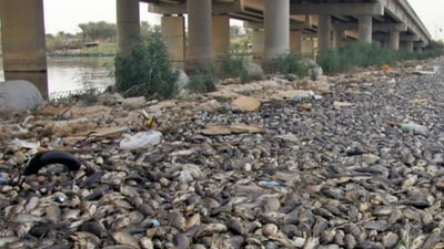 أسماك الهور تموت وتركيا تماطل.. “مساومات” طريق التنمية – لجنة نيابية