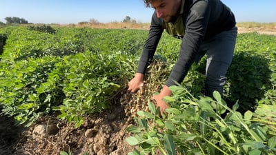 Farmers in Jalawla harvest rare peanut crop as dollar rise boosts demand