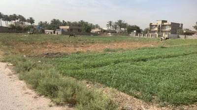 الأبقار تختفي من عرب جبور والبو عيثة.. هذا وقت التجريف والعقارات! (صور)