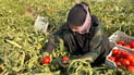 Tomato farmers in Bardashini struggle to sell 100-ton harvest in peak season