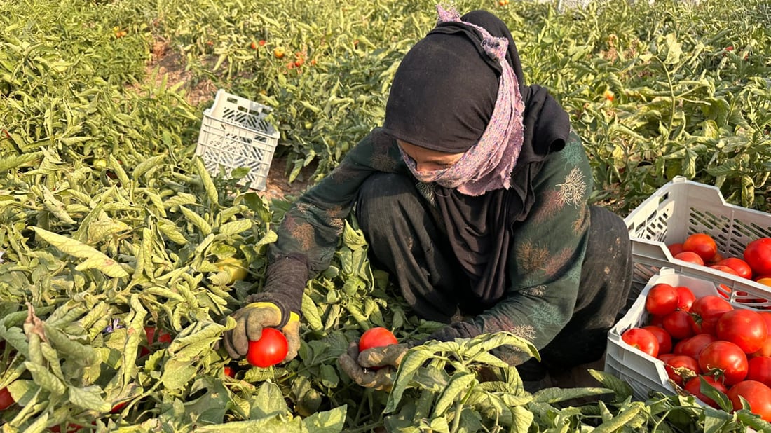 Tomato farmers in Bardashini struggle to sell 100-ton harvest in peak season