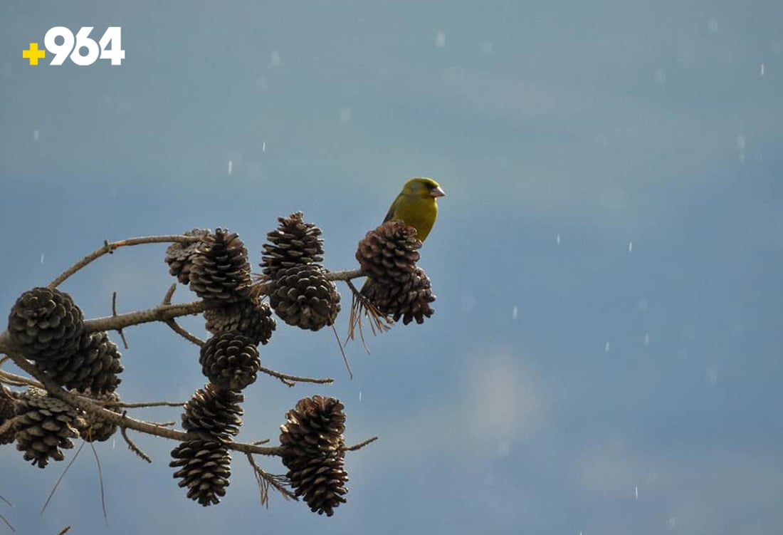 باڵنده‌ كۆچه‌رییه‌كان لە هه‌رێمی كوردستانه‌وه‌ ده‌چنه‌ ناوچه‌ سارده‌كان